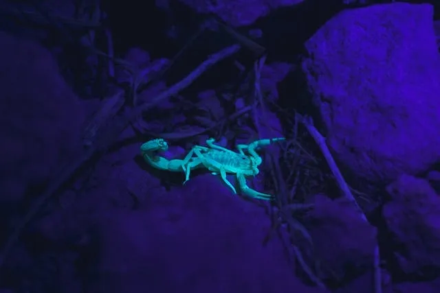 a scorpion glowing under blacklight for do neon colors glow under black light