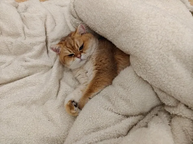a cat wrapped in a blanket for are heated blankets safe