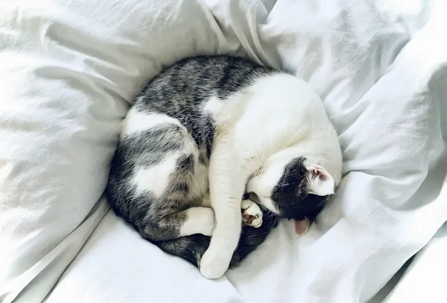 a black and white cat laying on a duvet for duvet vs blanket