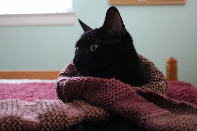 a black cat wrapped in a purple blanket for types of blankets