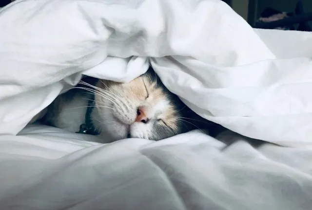 a cat under a blanket for how to wash a weighted blanket