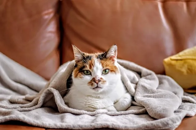 a cat wrapped in a fleece blanket for how to wash fleece blanket a cat wrapped in a fleece blanket for how to wash fleece blanket
