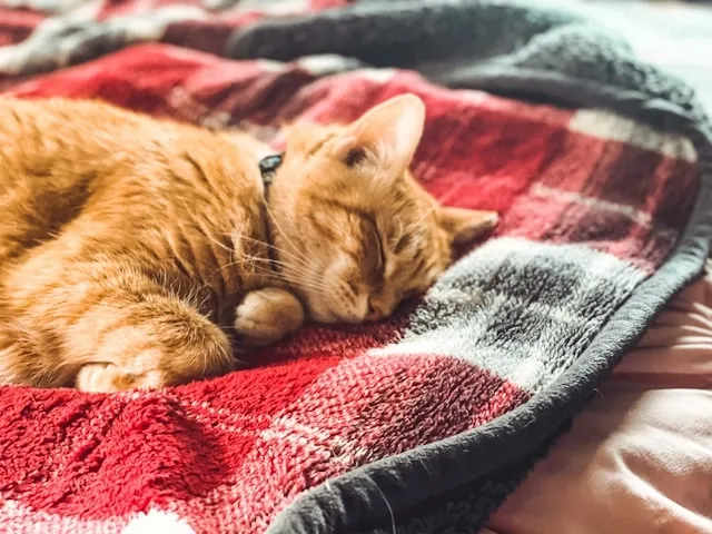 a cat sleeps peacefully for how to wash a heated blanket a cat sleeps peacefully for how to wash a heated blanket