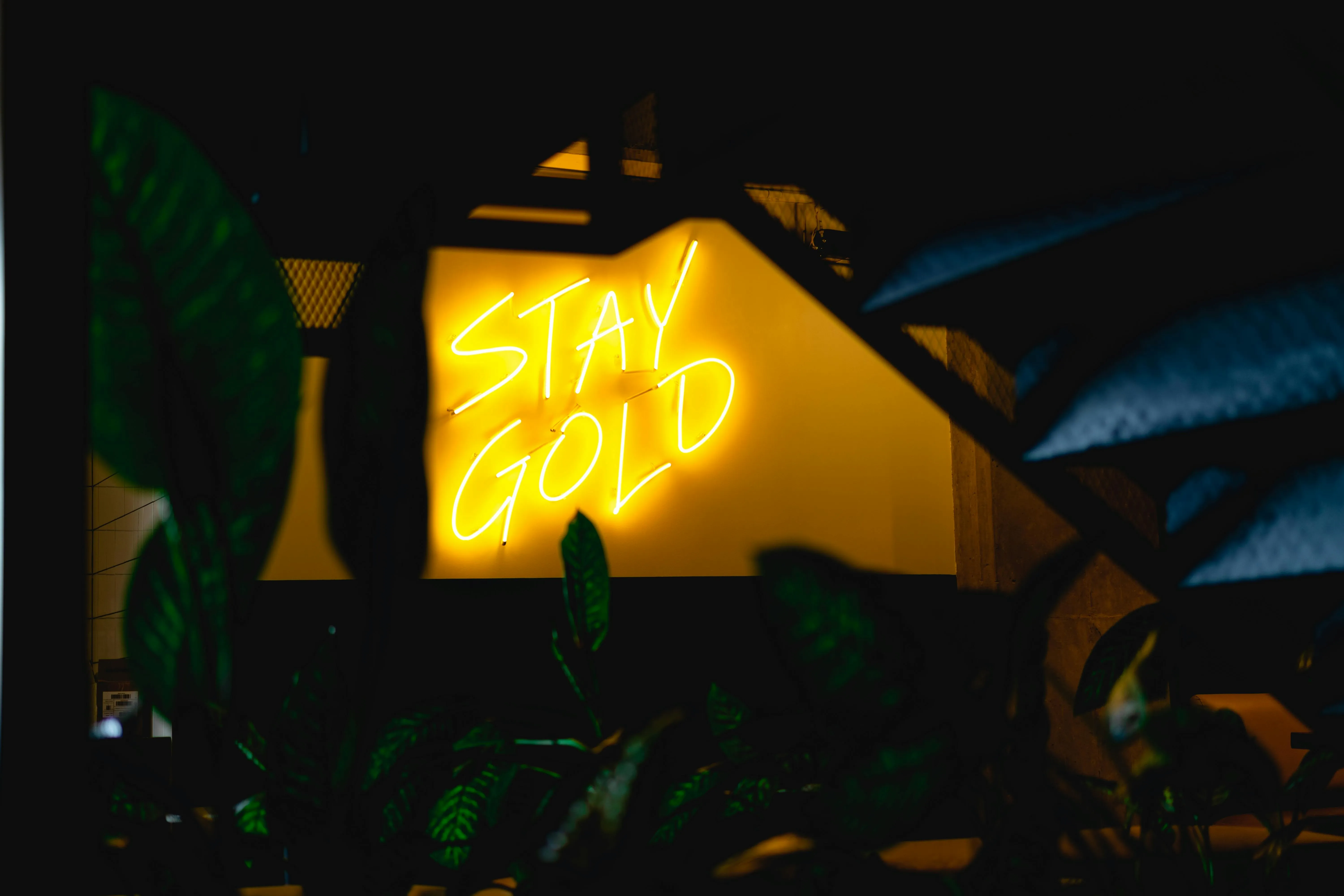 a yellow neon sign that reads stay gold for are neon lights plasma a yellow neon sign that reads stay gold for are neon lights plasma