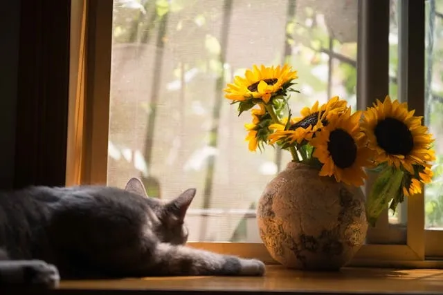 a gray cat beside a vase with sunflowers for are plug-in air fresheners safe a gray cat beside a vase with sunflowers for are plug-in air fresheners safe