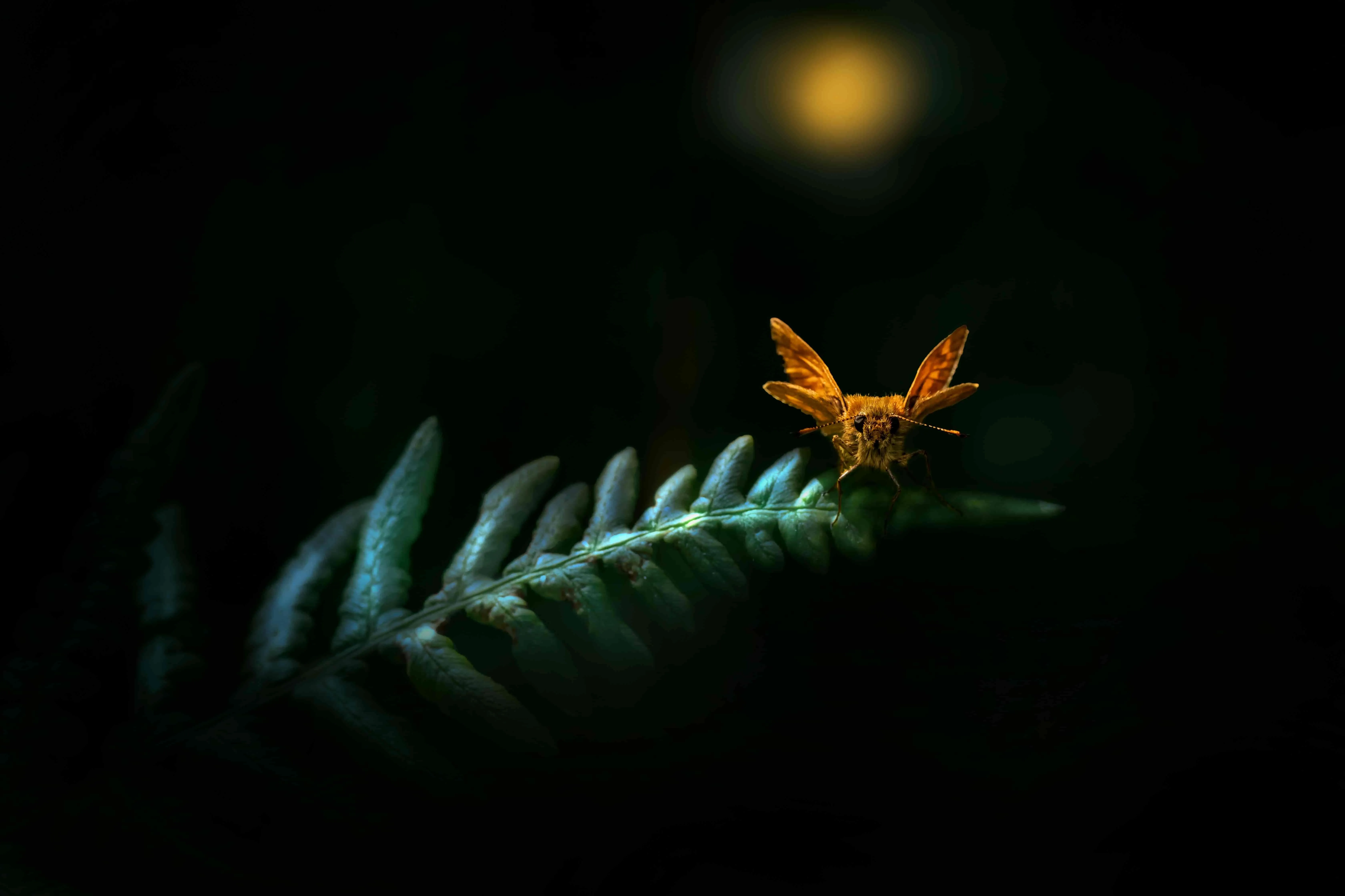 a moth illuminated by an unknown light source for do led lights attract bugs