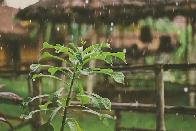 rainfall on a plant for rain plan for outdoor event